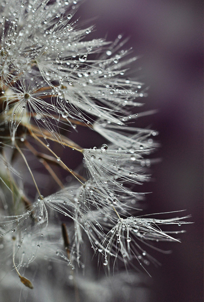 Delicate