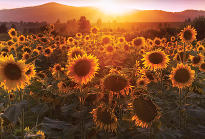 Sunflower field