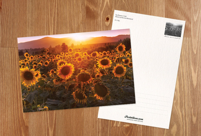 Sunflower field