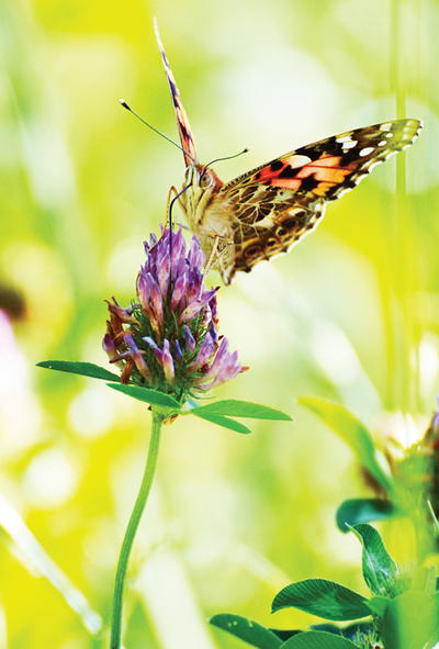 Painted butterfly