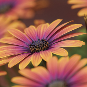 African daisies