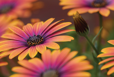 African daisies