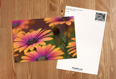 African daisies