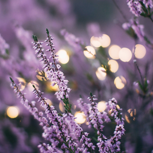 In purple