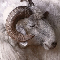 Galeria Cytryna - Portrait of a ram