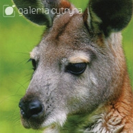 Galeria Cytryna - Kangaroo