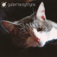 Galeria Cytryna - Lying cat