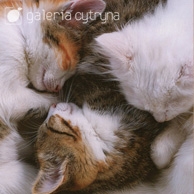 Galeria Cytryna - Sleeping cats