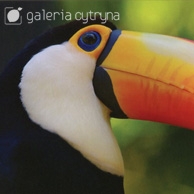Galeria Cytryna - Toucan