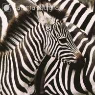 Galeria Cytryna - Zebras