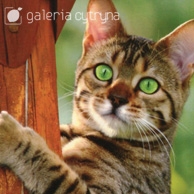 Galeria Cytryna - Green-eyed cat