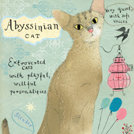 Abyssinian cat