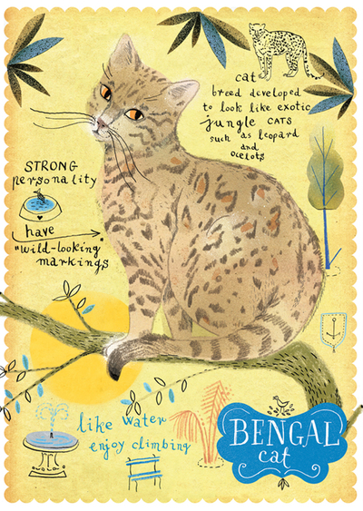 Bengal cat