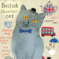 British Shorthair cat