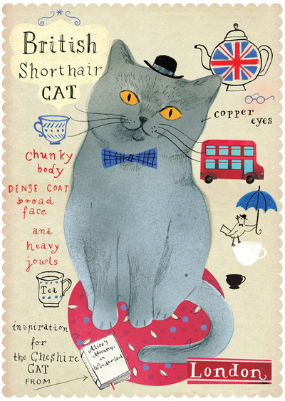 British Shorthair cat