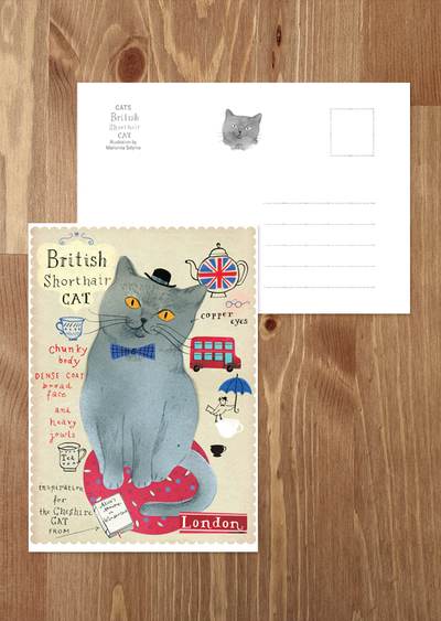 British Shorthair cat
