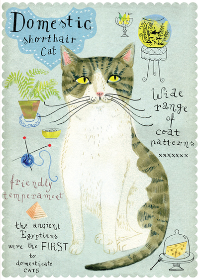 Domestic cat