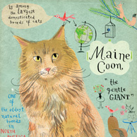 Maine Coon cat