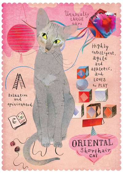 Oriental cat