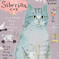 Siberian cat