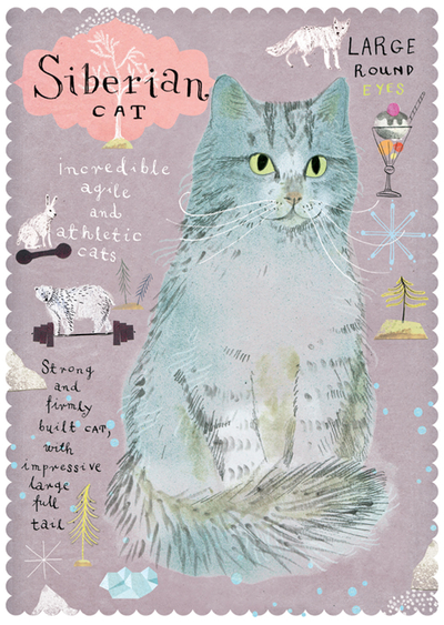 Siberian cat