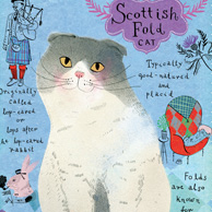 Scottish cat