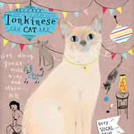 Tonkinese cat