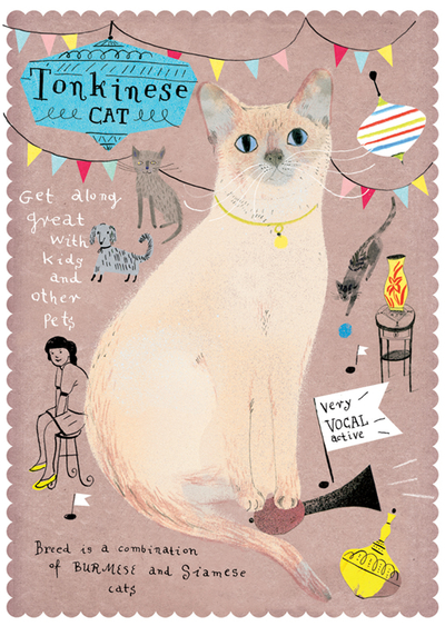 Tonkinese cat