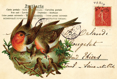 Collage with robin family