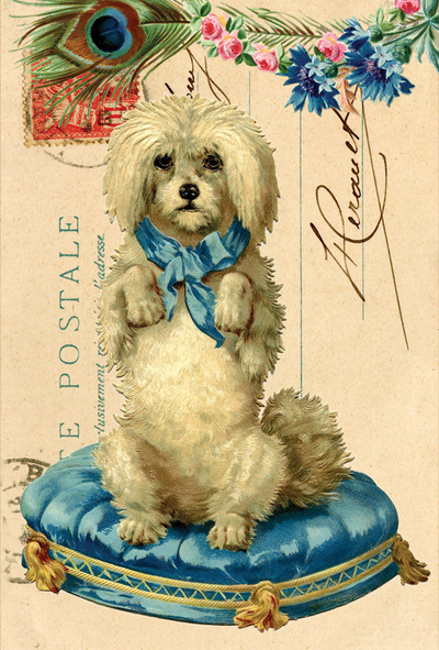 Collage with a dog on a pillow