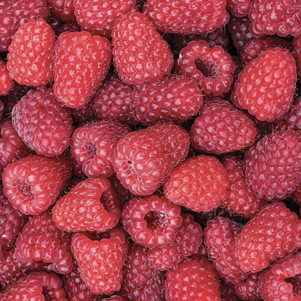 Raspberries