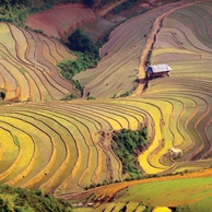 Rice fields