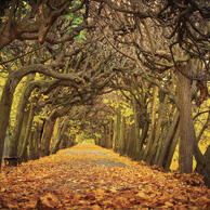 Autumn alley