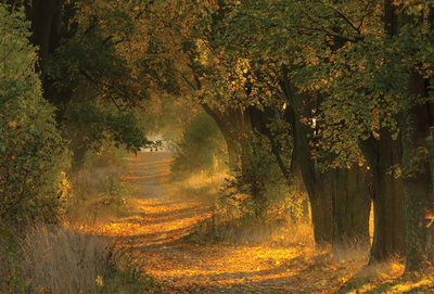 Autumn alley