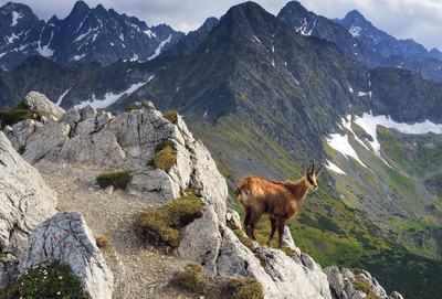 Tatra chamois