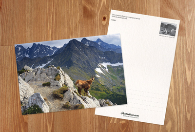 Tatra chamois