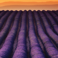 Lavender fields