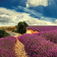 Lavender Field