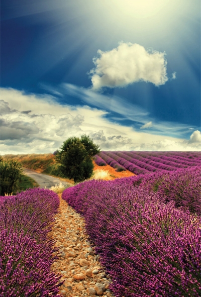 Lavender Field