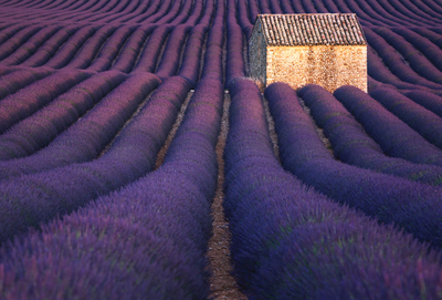 Lavender house