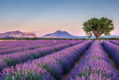 Lavender landscape with the tree
