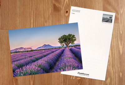 Lavender landscape with the tree