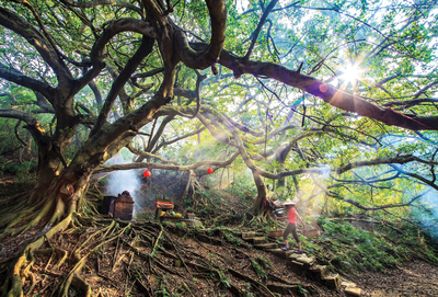Magic tree