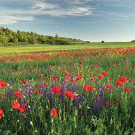 Poppy meadow