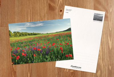 Poppy meadow