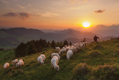 Shepherd
