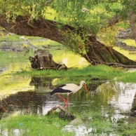 Landscape with a stork