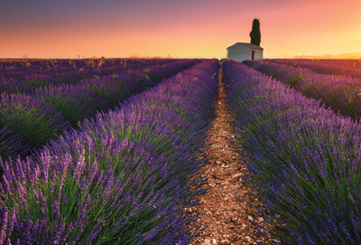 Morning in Provence