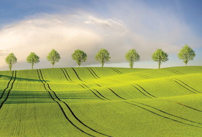 Spring fields