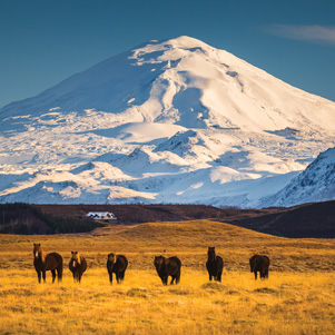 View of the Hekla volcano & Icelandic horses